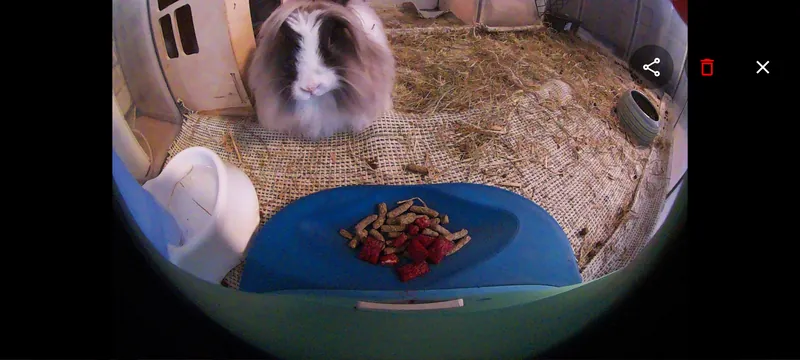 Auto-captured photo from a PetPaw camera: a rabbit at the feeder bowl